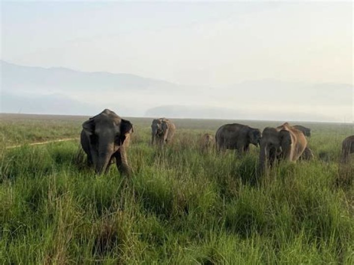 
90 minutes atop tree, Kerala youth saves himself from wild elephants 