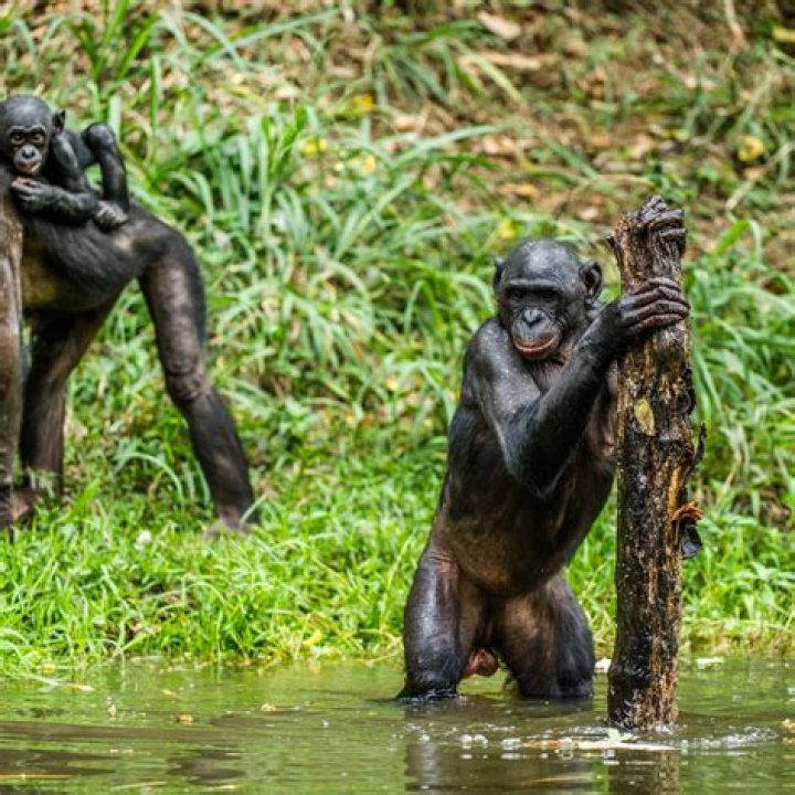
Bonobo Height, Weight, Net Worth, Age, Birthday, Wikipedia, Who, Nationality, Biography 