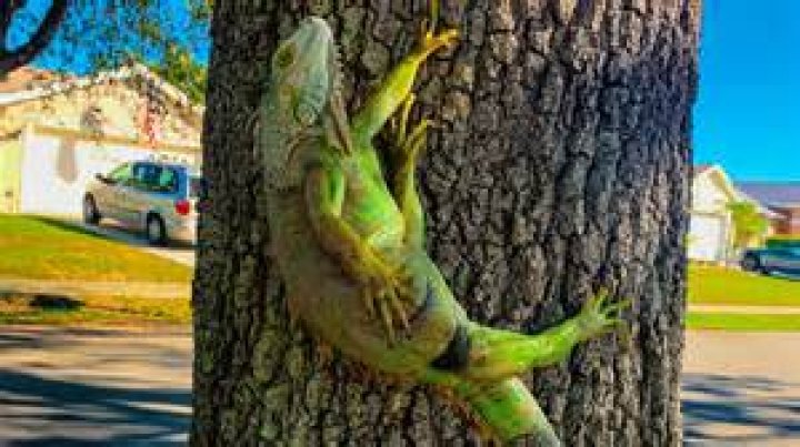 
Florida’s Cold Has Caused Iguanas to Tumble Off Trees 