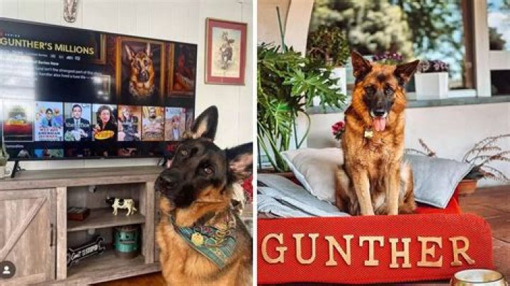 
Gunther VI is a German Shepherd With a Net Worth of $690 Million 