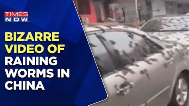 
Why is it raining worms in China’s Liaoning province? Viral video stuns people 